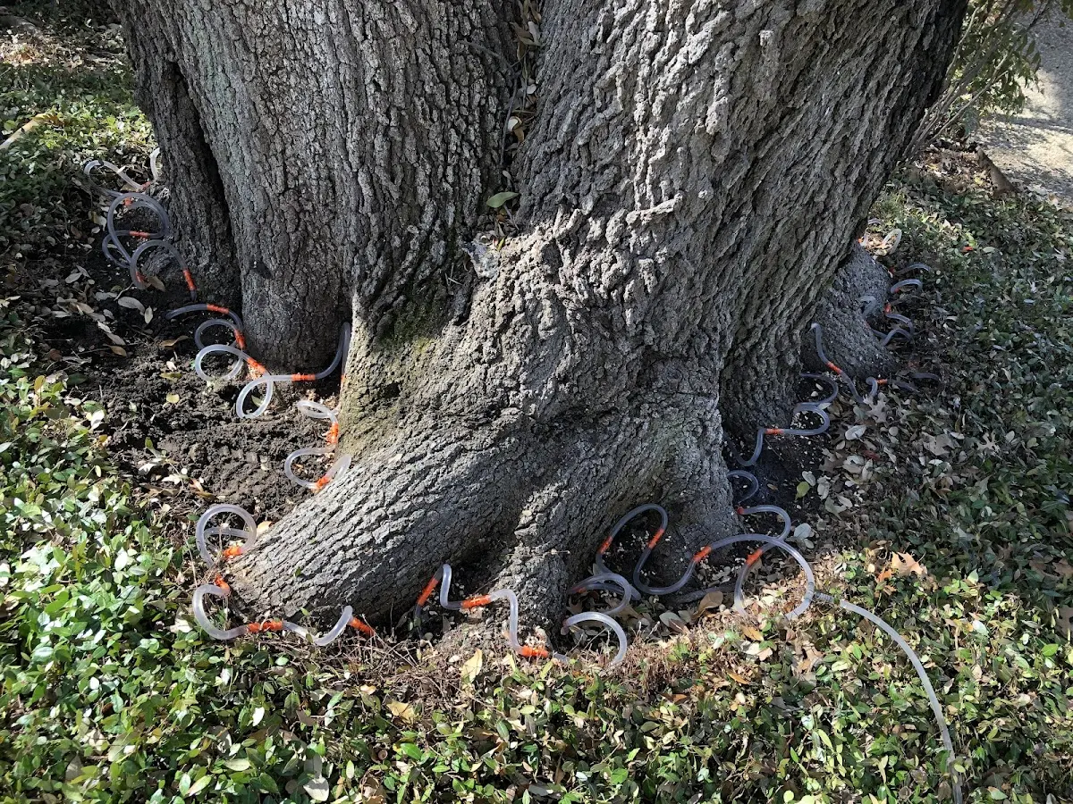 Detailed Tree Cabling and Bracing job site in Greenleaf