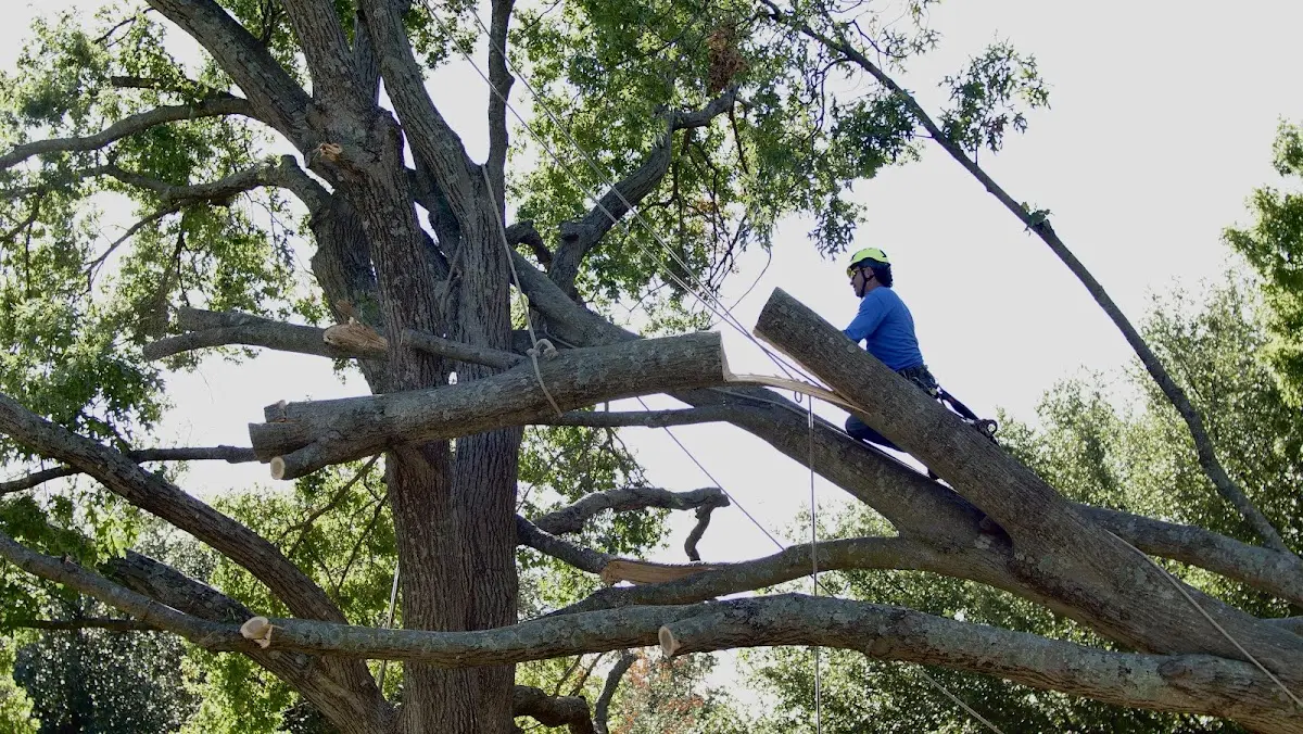 Professional Crown Thinning performed by certified arborists in Greenleaf